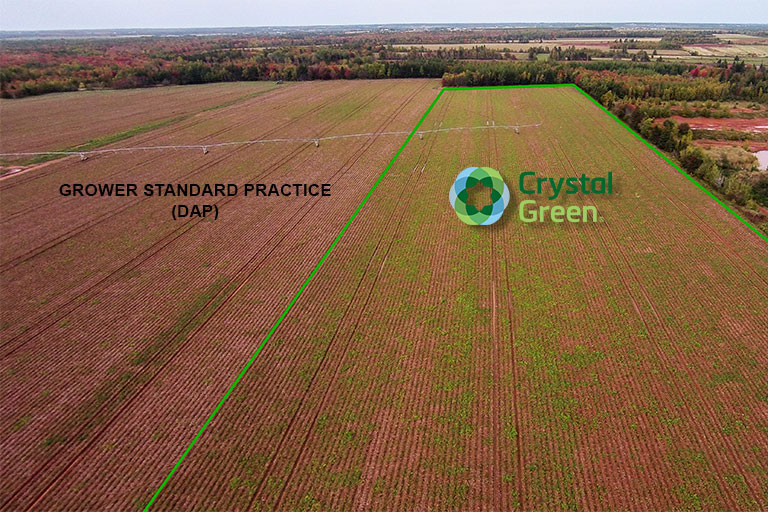 Green Thumb:  Crystal Green Provides Season-Long Phosphorus Supply