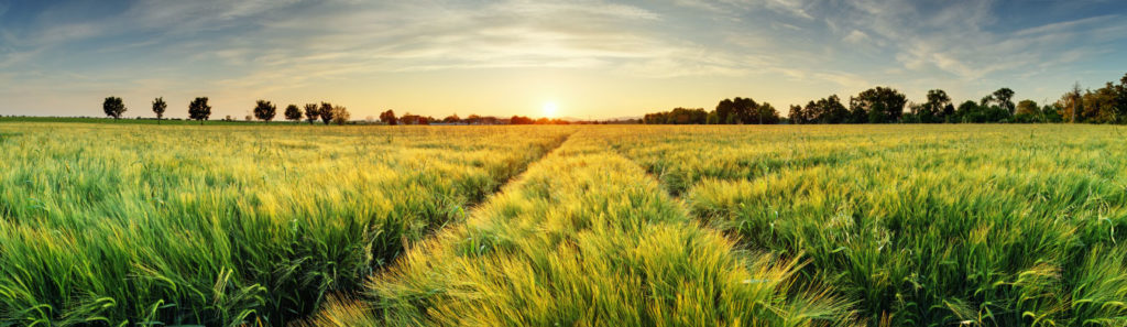Sustainable Growth