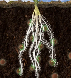 Crystal Green releasing nutrients