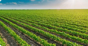 Soybean field