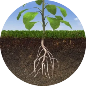Crop root system