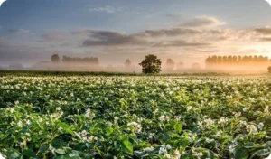 Potato field