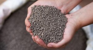 Crystal green granular fertilizer in hands