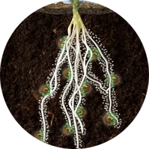Crystal Green releases nutrients