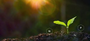 Emerging plant in soil with nutrients
