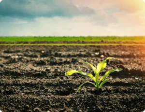 Early emergence corn