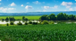 Corn field with blue skies