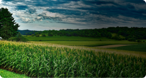 Corn field and other crops