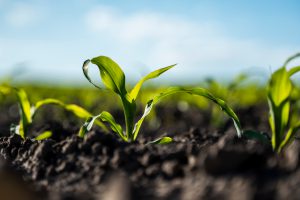 Early emergence corn plant