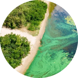 Algae bloom in a lake