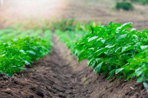 Potato Field