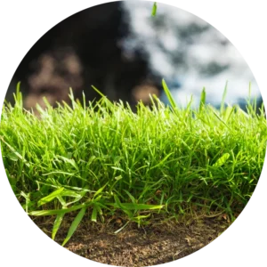 Turf Roots