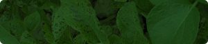 Nutrient deficient plant