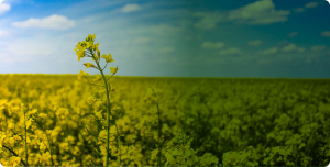 Up close canola plant