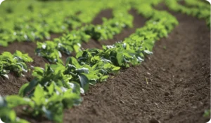 Early stage potatoes