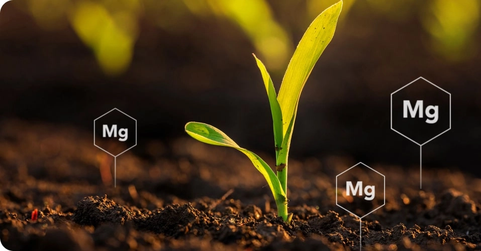 Magnesium in the soil
