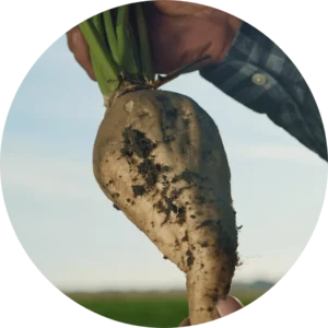 Sugar beet pulled from field