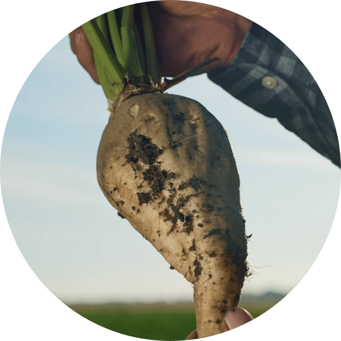 Sugar beet pulled from field