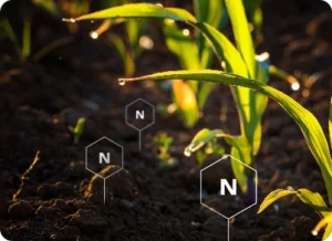 Nitrogen in the soil