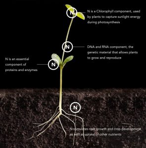 Nitrogen In the plant