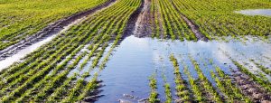 Nutrient Runoff