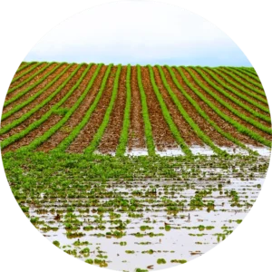 Standing water in the field