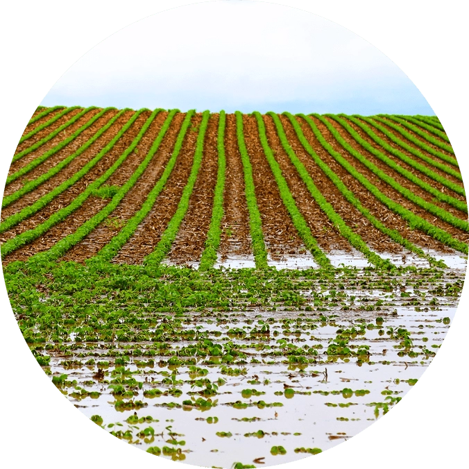 Standing water in the field
