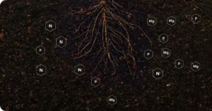 Roots picking up nutrients in the soil