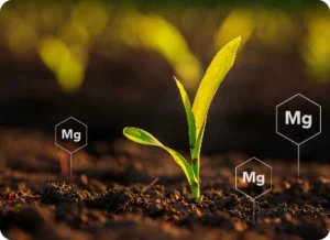 Magnesium in the soil