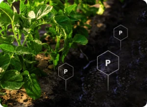 Phosphate in the soil
