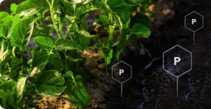 Phosphate in the soil