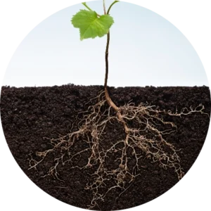 Plant roots in soil