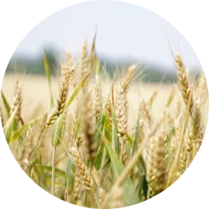 Wheat field