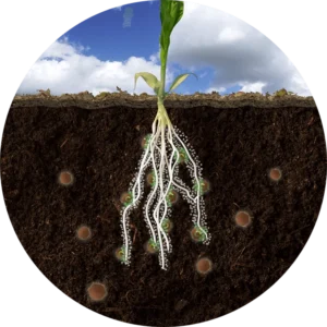 Crystal Green releases nutrients
