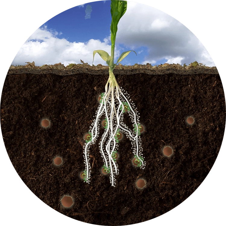 Crystal Green releases nutrients