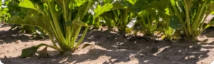 Sugar beets in field
