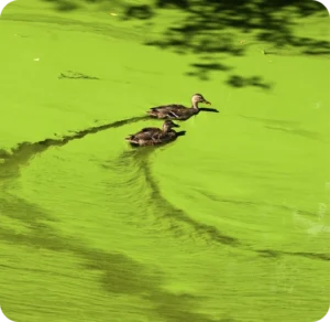 Ducks in algae bloom
