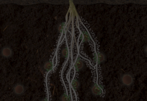 Ostara Roots Acids Crystal Green Dark Crop