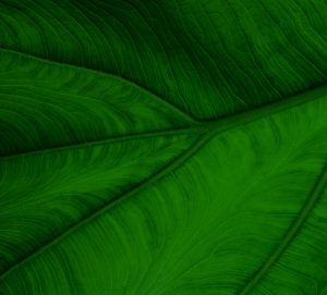 Up Close Leaf