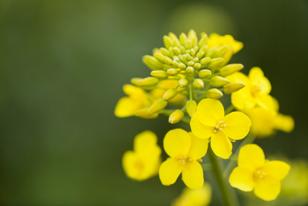 Canola Flower With Buds Close Up