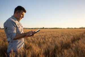 A Modern Farmer Uses A Tablet In The Field Of Organic Wheat.