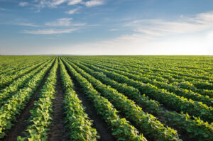 Cn Ag Potato Field Shutterstock 145838192